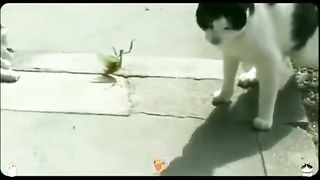 Funny Cat Viral Video 60
