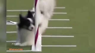 Some dogs are born with "obtuse angles