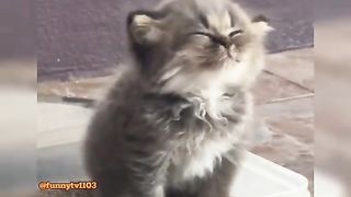 Cat: Going to the toilet is really hard work