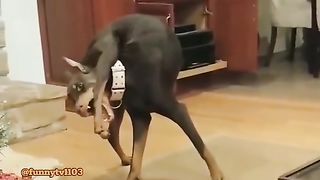 Dog: Yes, I’m mentally disturbed