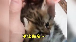 cute little kittens
