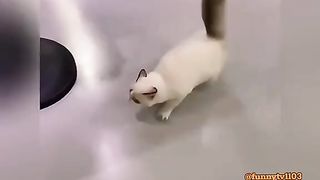 Cat: I almost fainted from hunger on the way to eat! I need to eat more!