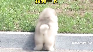 Although the legs of the puppy are short, they are cute