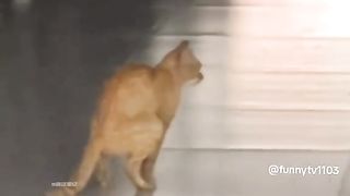 Cat: You don’t have to care about other people’s opinions when you are a cat