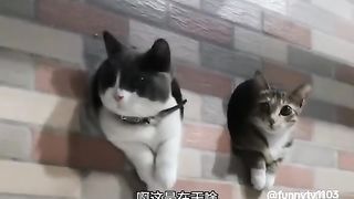 You have entered the Meow Wang surveillance area