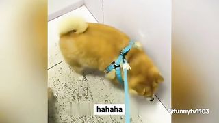 Taking stock of embarrassing dog moments