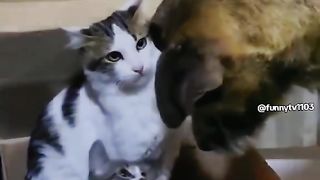 The feeling of oppression from the cat, the cat: smash it, hit it, if the dog dares to fight back, I will tear it apa