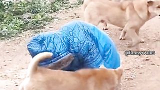Dog: It’s cold, so put on more clothes
