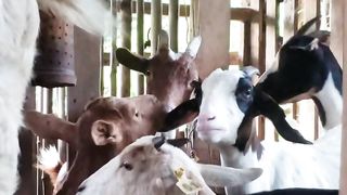 Goats on the Pen.