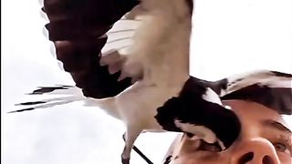 Video 387