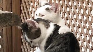 Funny cat 251