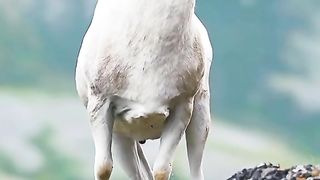 Cute animals 16
