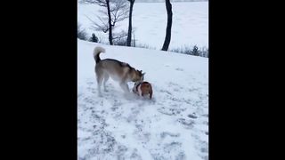 Funny and Cute Moment of the Animals) Cute Baby Animals Videos Compilation