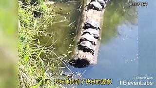Animal World Funny English Voiceover A withered tree, now a turtle's majestic throne.