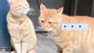Animal World Funny English Voiceover Big Orange, you never had any intention of going home, did you