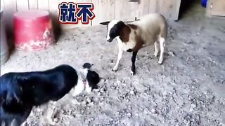 Animal World Funny English Voiceover Border Collie 'Been in the business for years, and today I still can't fix you