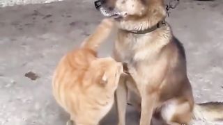 Animal World Funny English Voiceover Cat Bro Dog, what's wrong with you Not even moved by this