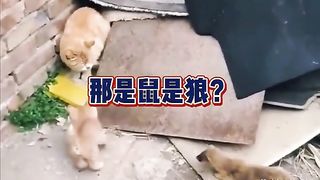 Animal World Funny English Voiceover Cat I'm waiting for my CD. What are you waiting for
