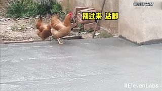 Animal World Funny English Voiceover Chicken You've left your fingerprints everywhere and say it's not a big deal