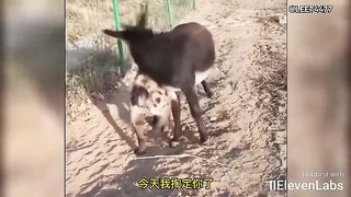 Animal World Funny English Voiceover Chief Proctologist vs. the donkey from the production team!