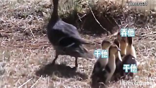 Animal World Funny English Voiceover Clever duck mom, outsmarting the hyenas in a battle of wits!