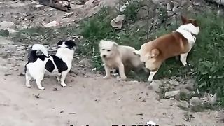 Animal World Funny English Voiceover Corgi I've made friends with this one for sure!