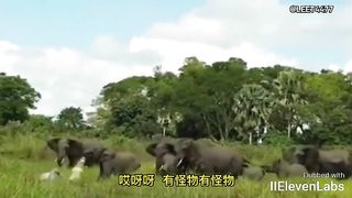Animal World Funny English Voiceover Crocodile bites elephant's trunk – the outcome is what put my mind at ease!
