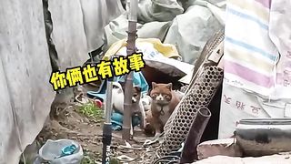 Animal World Funny English Voiceover Dog A cat that can be leashed with an iron chain surely has a tale to tell!