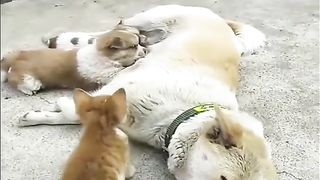 Animal World Funny English Voiceover Dog loses itself in a chorus of 'Mom'—the struggle is real!