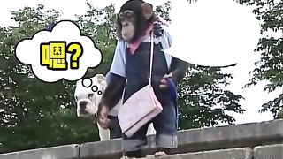 Animal World Funny English Voiceover Dog Monkey buddy, mind giving me a running start