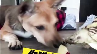 Animal World Funny English Voiceover Dog teaching a turtle how to eat an apple – talk about impatience!