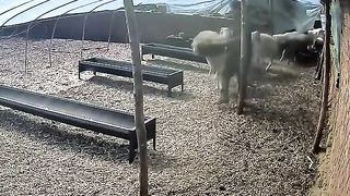 Animal World Funny English Voiceover Facing Ironhead Kung Fu, humans finally win a round!