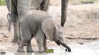 Animal World Funny English Voiceover Father-son elephants engaging in a hilariously magical conversation!