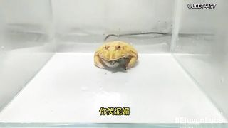 Animal World Funny English Voiceover Frog He bit my upper jaw in one go!