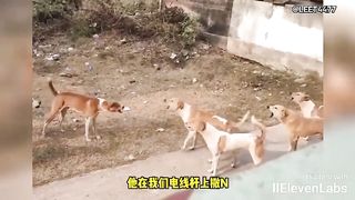 Animal World Funny English Voiceover Gangster Dog presents 'Dogs in the Hood – A Canine Tale of the Streets.'
