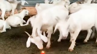 Animal World Funny English Voiceover Goat sniffing candles – is this the legendary sheep mentality in action