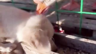 Animal World Funny English Voiceover Goose 'You stole my food, and now you're acting innocent'