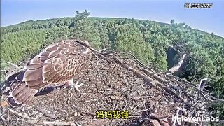 Animal World Funny English Voiceover Hawk Dad 'I'm just a flying utility pole!'