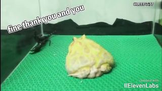 Animal World Funny English Voiceover Horned Frog I hate it when people call me 'toad.