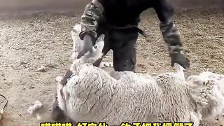 Animal World Funny English Voiceover Is shearing wool really as silky as they say