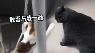 Animal World Funny English Voiceover Is this the legendary three-legged cat kung fu in action