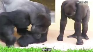 Animal World Funny English Voiceover Little chimpanzee Being with dad always brings a unique kind of knowledge!
