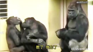 Animal World Funny English Voiceover Little chimpanzee I must have the best memory in this family!