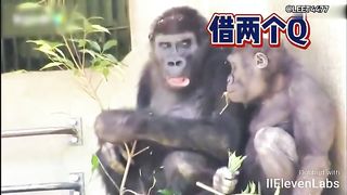 Animal World Funny English Voiceover Little chimpanzee If only you'd listen to what you've been saying!