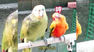 Animal World Funny English Voiceover Little parrot Big brother, are you looking for a mate I'm quite charming!