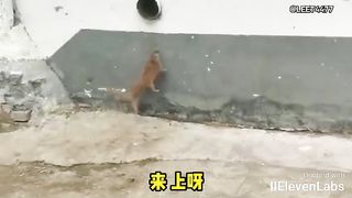 Animal World Funny English Voiceover Little yellow weasel Dad, you've given me a concussion with that toss!