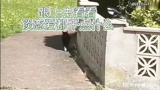 Animal World Funny English Voiceover Magpie That cat is definitely in love!