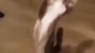 Funny cats 89