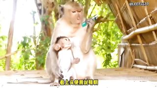 Animal World Funny English Voiceover Monkey bites a lighter and discovers it's 'bursting' with flavor!