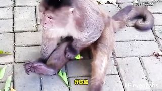 Animal World Funny English Voiceover Monkey plays with a lighter, nearly sets itself on fire!